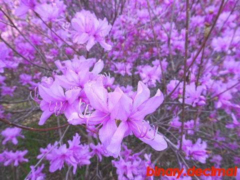 ミツバツツジ2025-6