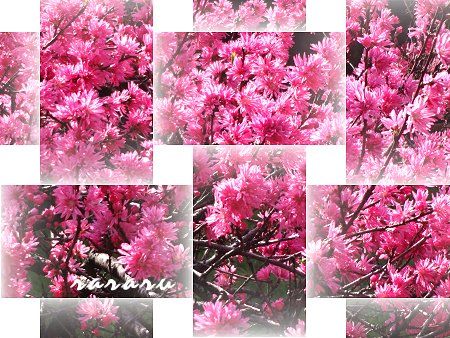 のほほん 桜