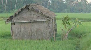 のほほん 小屋