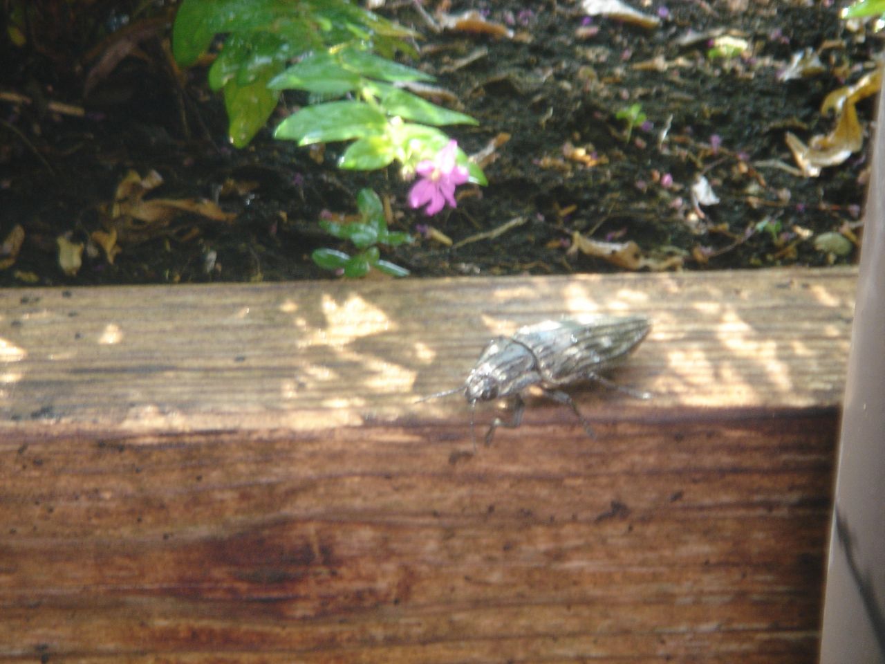 アンテナを作ってみる もちろんフルサイズのみ