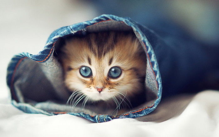 可愛い猫ちゃん 可愛い猫ちゃん 可愛い猫ちゃん 可愛い猫ちゃん