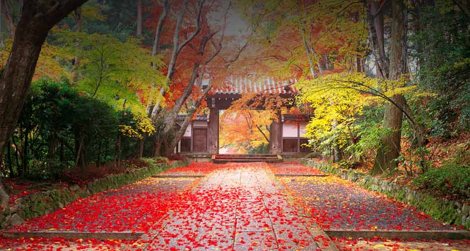 光明寺の紅葉風景 京都 長岡京市 検索エンジン Bing トップ背景画像の観察日記