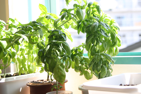 basil21