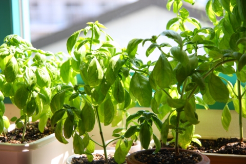 basil18