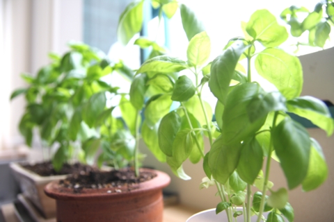 basil11.jpg