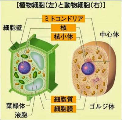 16年04月24日 生物基礎 生物 16年04月24日 生物基礎 生物