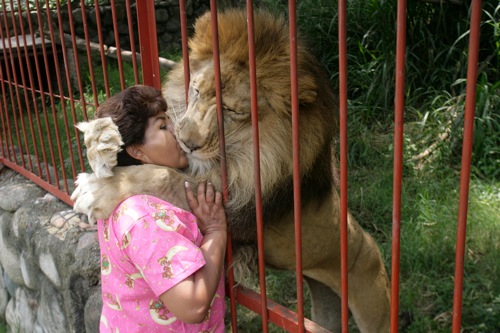 colombia_ana_julia_torres_kisses_jupiter__a_rescued_lion_in_cali_rtxehrt.jpg Colombia ana julia torres kisses jupiter a rescued lion in cali rtxehrt