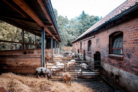 HUK_Pigs_1