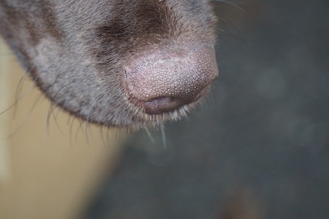 dogs-nose-4905042_1280