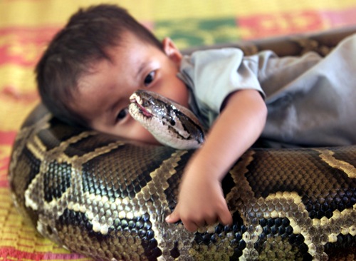 cambodia_three-year-old_boy_hugs_his_best_friend__a_four-metre_long_female_python_rtxlzue.jpg Cambodia three year old boy hugs his best friend a four metre long female python rtxlzue