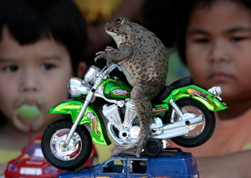 thailand_oui_the_frog_sits_on_a_miniature_motorcycle_in_pattaya_rtx5el1.jpg Thailand oui the frog sits on a miniature motorcycle in pattaya rtx5el1
