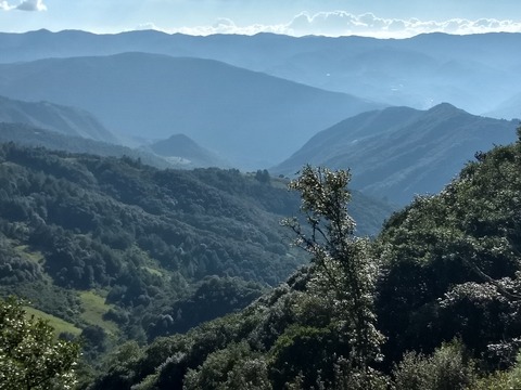 IPS_Mexican forests_1