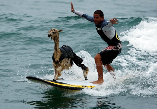 peru_peruvian_surfer_pianezzi_with_his_alpaca_pisco_at_san_bartolo_beach_in_lima_rtr2bpsl.jpg Peru peruvian surfer pianezzi with his alpaca pisco at san bartolo beach in lima rtr2bpsl