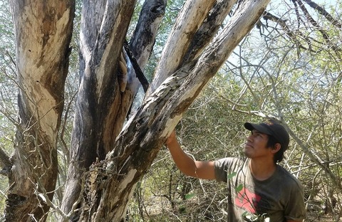 HBA_Indigenous honey gatherers_1