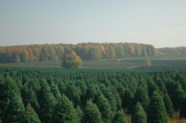 生のモミの木と人工クリスマスツリー 環境負荷が高いのはどちらか Big Issue Online