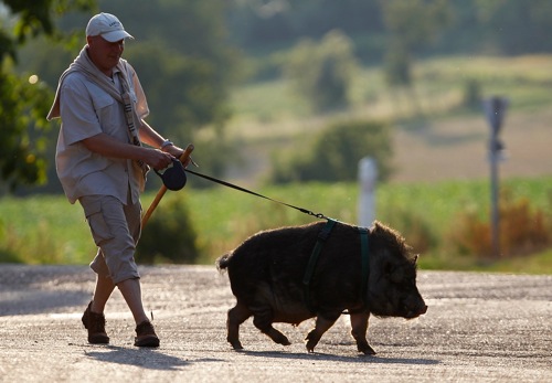 france_christophe_lutz_walks_marcel__a_30_month-old_pig-wild_boar_in_kolbsheim_rtr36mzw.jpg France christophe lutz walks marcel a 30 month old pig wild boar in kolbsheim rtr36mzw