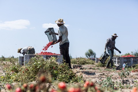 SUR_Migrant farmers Italy_1