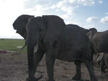 tembo2加工.jpg 67753b5b5dfb910ee0df73d25f284594