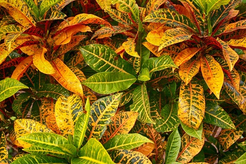 caribbean-4267551_1280