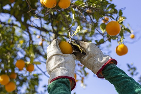 MGP_Andalucian migrant workers_1