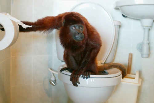 columbia_julian__a_pet_red_howler_monkey__uses_the_toilet_in_la_pintada_rtr1mbuf.jpg Columbia julian a pet red howler monkey uses the toilet in la pintada rtr1mbuf