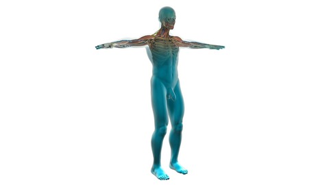 human-cardiovascular-system-163713_1280