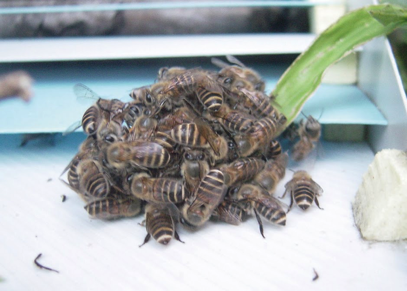 絶滅した日本ミツバチを離島で復活 壱岐 五島ワバチ復活プロジェクト 久志冨士男さんに聞く Big Issue Online