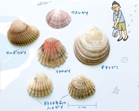 shell