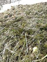 20060224山の斜面にばっけ