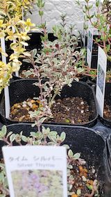 20250411_130346タイムシルバー” hspace=