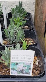 20250411_130209ラベンダーヒドコートピンク” hspace=