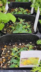 20250411_130058西洋オトギリ草” hspace=