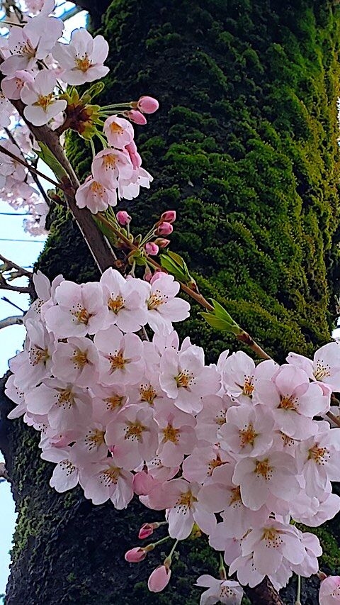 20250420_162427κ9 hspace=