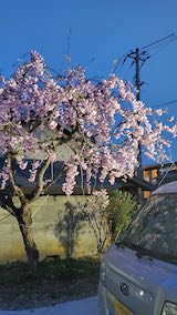 20250421_184601会津の様子紅枝垂れ桜1” hspace=