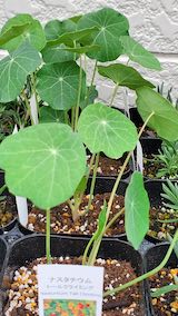 20250411_130312ナスタチューム” hspace=