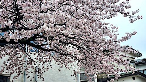 20250420_162113κ2 hspace=