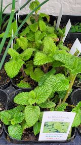 20250411_130050レモンバーム” hspace=