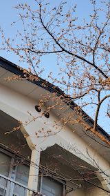 20250412_173304ΤĤܤߡ hspace=