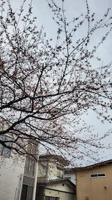 20250415_163130外の様子桜開花5” hspace=