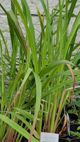 20250411_130630レモングラス” hspace=