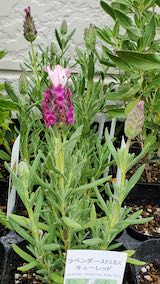 20250411_130540ストエカスキューレッド” hspace=