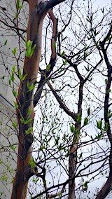 20250420_162535新芽” hspace=