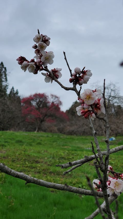 20250415_112744ͻߤβ2 hspace=