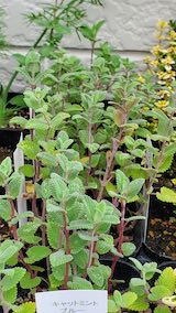 20250411_130407キャットミントブルー” hspace=