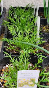 20250411_130037カモマイルローマン” hspace=