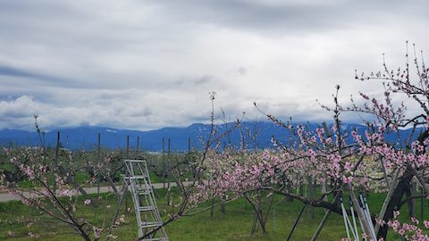 20250423_141618̲Ť˾2 hspace=