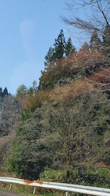 20250417_093404山へ向う途中の峠道コブシの花” hspace=