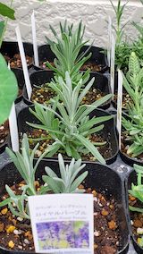 20250411_130306ラベンダーロイヤルパープル” hspace=