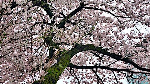 20250420_162200κ4 hspace=