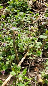 20250419_141620今季初めてのわらびの収穫” hspace=